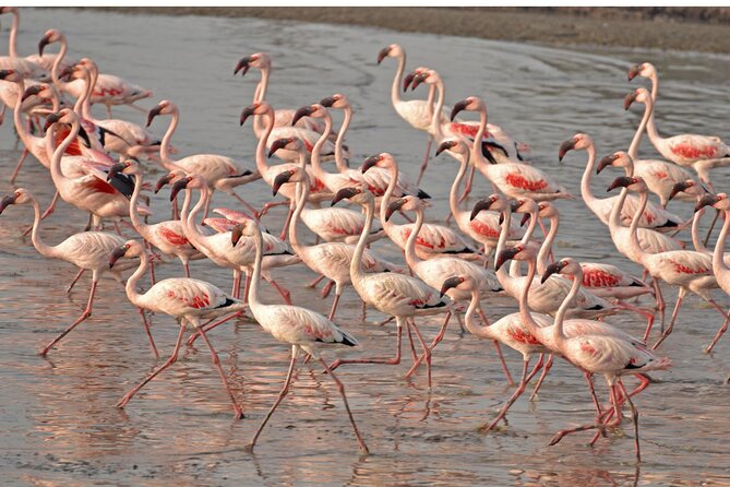 Lio Piccolo: Flamingos & Birdwatching Bike Tour in the Lagoon - Key points at a glance