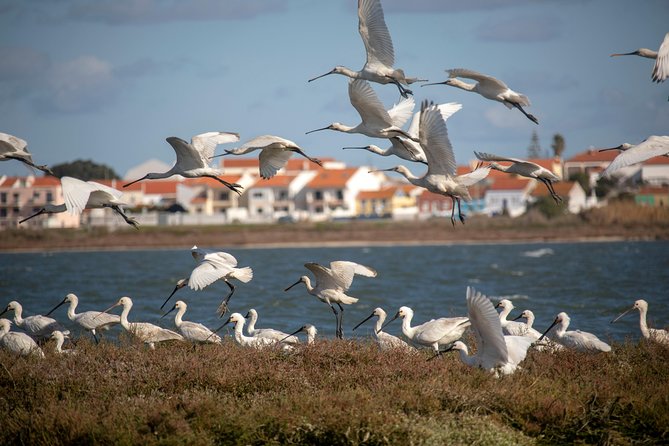 Lisbon : Birdwatching Boat Tour - Tagus Estuary - Key points to know before booking