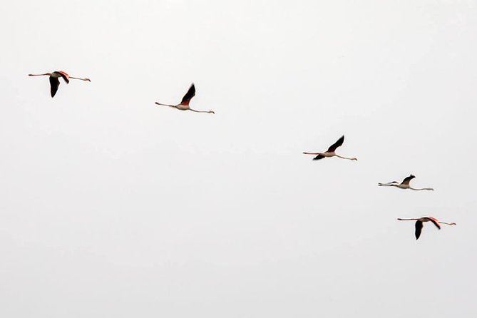 Lisbon : Birdwatching Boat Tour - Tagus Estuary - Why the Tagus Estuary is worth your morning