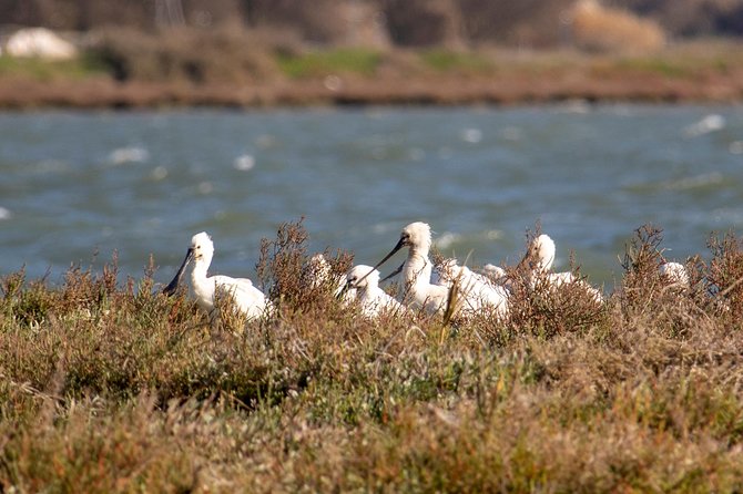Lisbon : Birdwatching Boat Tour - Tagus Estuary - The birds you might see in the protected zone