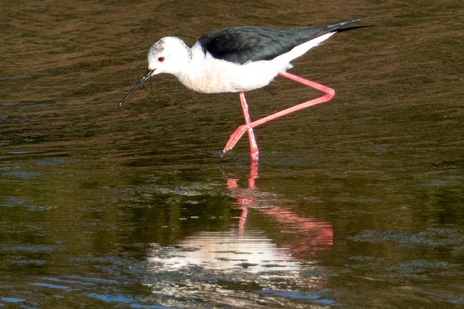 Lisbon : Birdwatching Boat Tour - Tagus Estuary - The guide and the learning side