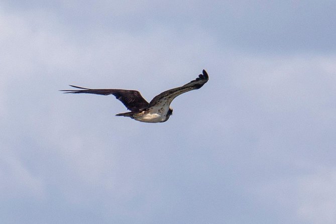 Lisbon : Birdwatching Boat Tour - Tagus Estuary - What the $60.01 price really includes