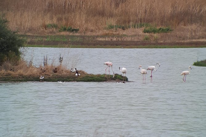 Lisbon : Birdwatching Boat Tour - Tagus Estuary - Weather, clothing, and comfort