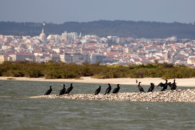 Lisbon : Birdwatching Boat Tour - Tagus Estuary - What happens during the two-hour boat outing