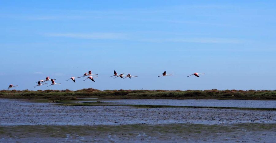 Lisbon: Tagus Estuary Nature Reserve Birdwatching Boat Tour - Why the Tagus Estuary is worth your morning