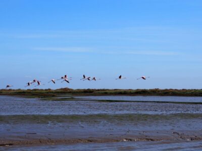 Tagus Estuary Nature Reserve Birdwatching Boat Tour