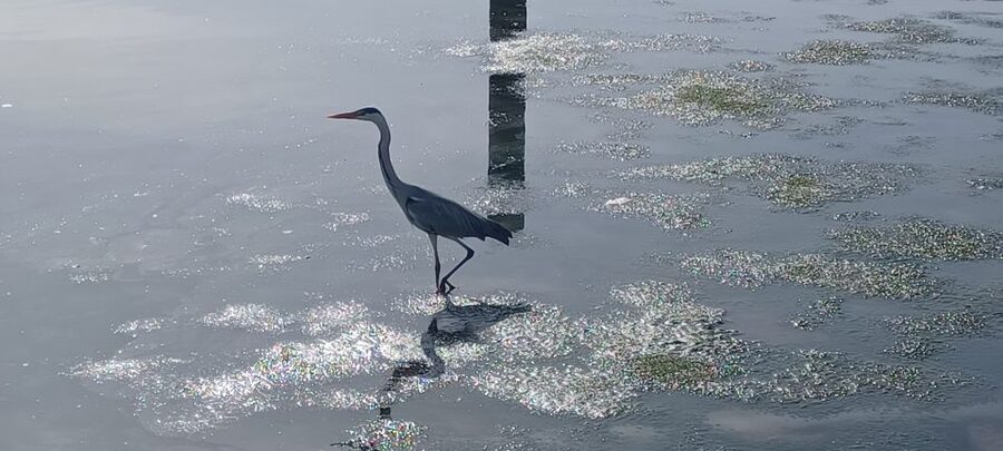 Lisbon: Tagus Estuary Nature Reserve Birdwatching Boat Tour - Two and a half hours inside the nature reserve