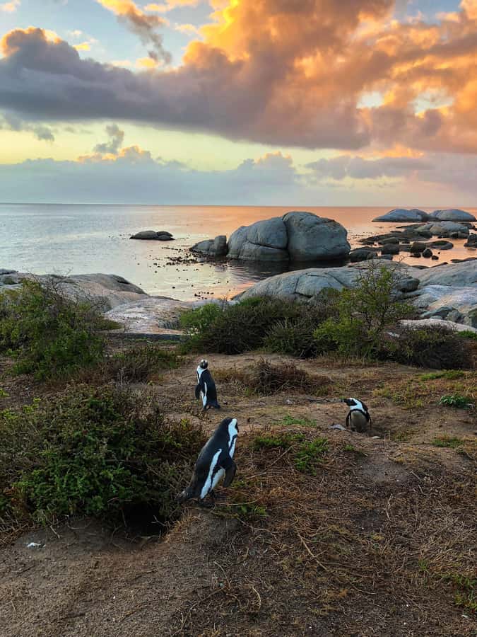 Luxury Cape of Good Hope & Penguin Tour - Key points to know before booking