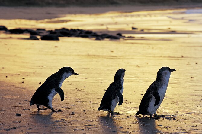 Luxury Phillip Island Tour for Families & Explorers [up to 10Pax] - Key points at a glance