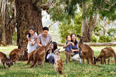 Luxury Phillip Island Tour for Families & Explorers [up to 10Pax]