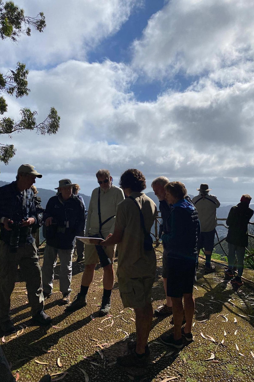 Madeira: Birdwatching - The Endemics - Why Madeira’s endemic birds are worth seeking