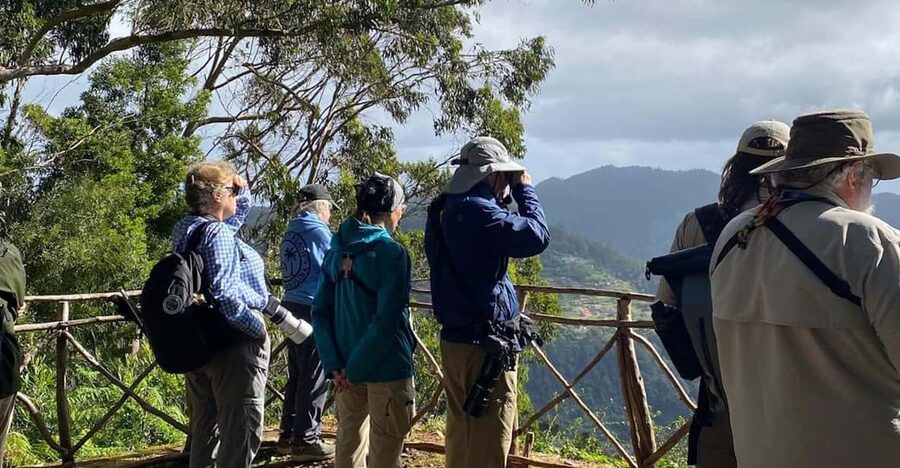 Madeira: Birdwatching - The Endemics - The Laurel forest and the patient search for Firecrests
