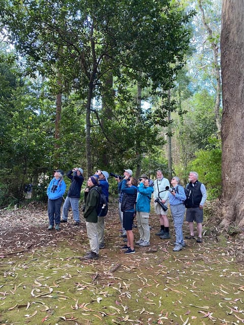Madeira: Birdwatching - The Endemics - Starting in Funchal and Caniço