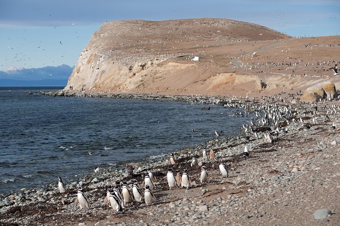 Magdalena Island Penguin Tour by Boat from Punta Arenas - Why Magdalena Island is worth your morning