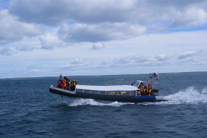 Magdalena Island Penguin Tour by Boat from Punta Arenas - Isla Marta and the sea lions