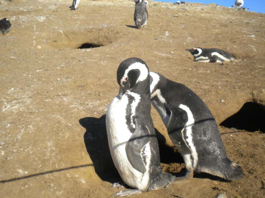 Magdalena Island Penguin Tour by Boat from Punta Arenas - The lighthouse and environmental interpretation center