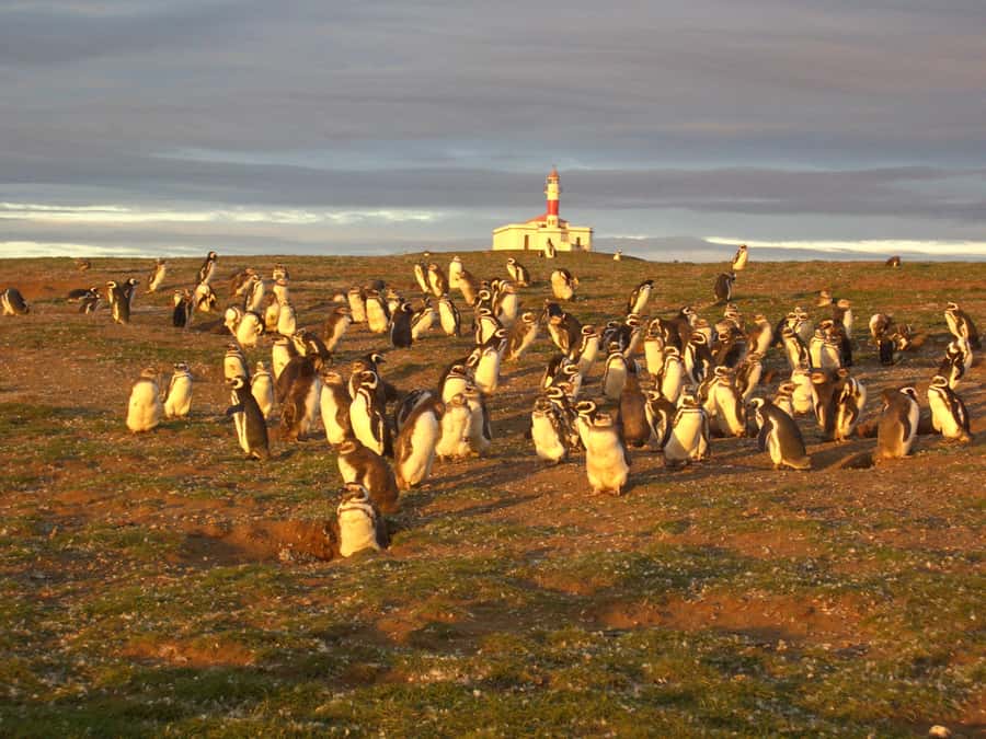 Magdalena Island Penguin Tour by Boat from Punta Arenas - Should you book the Magdalena Island penguin tour?