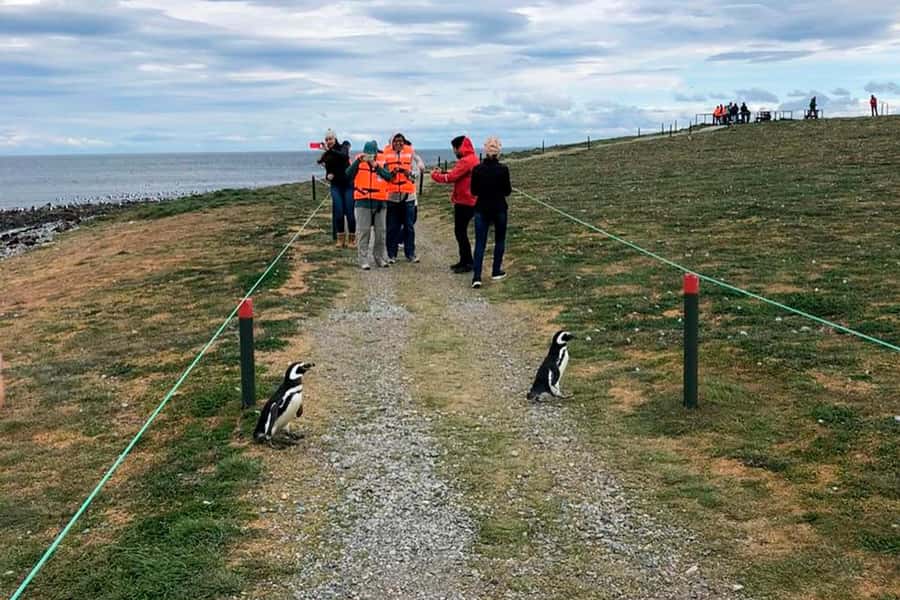 Magdalena Island: Walk with the penguins - Why Magdalena Island is worth your time