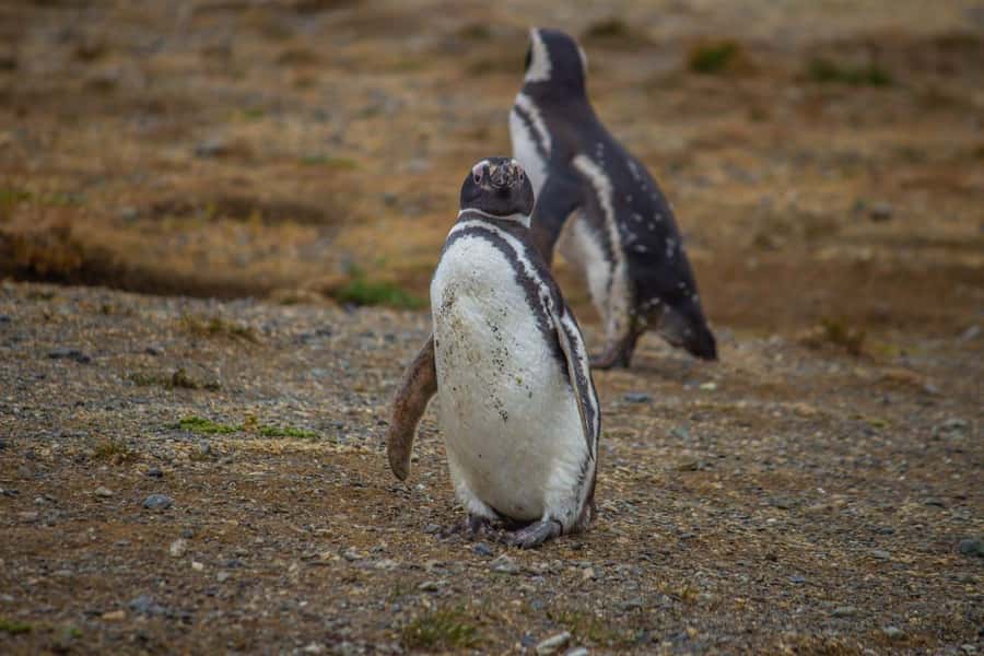 Magdalena Island: Walk with the penguins - Sailing for 90 minutes across the Strait of Magellan