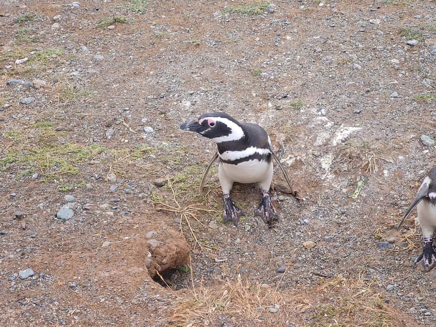 Magdalena Island: Walk with the penguins - Meeting at Prat Pier in Punta Arenas