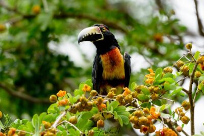 Mahahual and Costa Maya Birdwatching