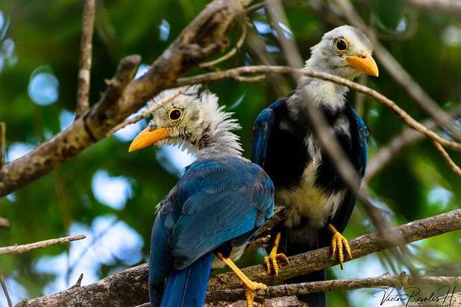 Mahahual and Costa Maya Birdwatching - Searching for owls, falcons, jays, and hummingbirds