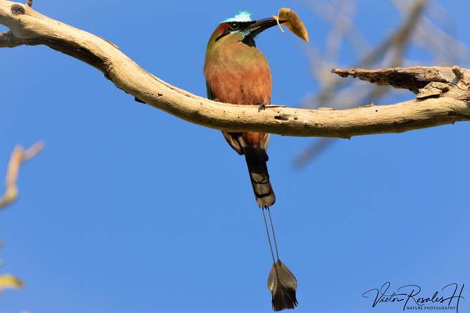 Mahahual and Costa Maya Birdwatching - Lunch, water, and the value of the included extras