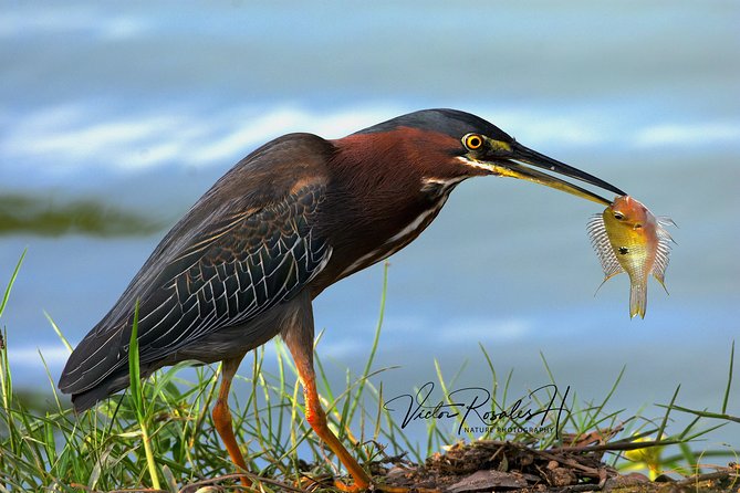 Mahahual and Costa Maya Birdwatching - What the guide adds to the morning