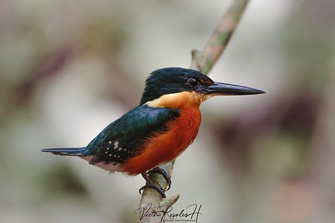 Mahahual and Costa Maya Birdwatching - Who should book this experience