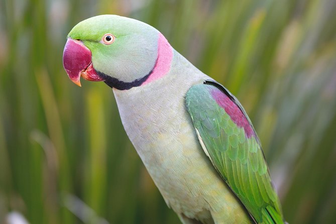 Maleny Botanic Gardens Bird Aviary Experience Ticket - Booking, cancellation, and small practical details