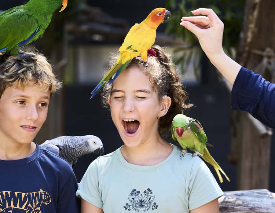 Maleny: Maleny Botanic Gardens & Bird World Entry Ticket - The Feathered Friends Photo Area