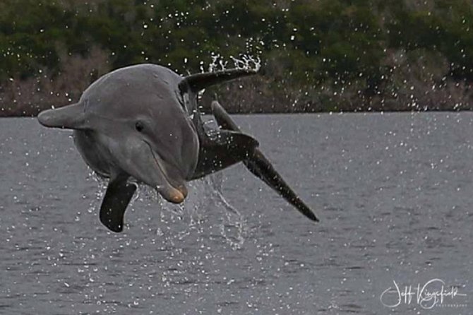 Marco Island: 2-Hour Dolphin, Birding, and Shelling Tour - Setting out from Goodland Boat Park