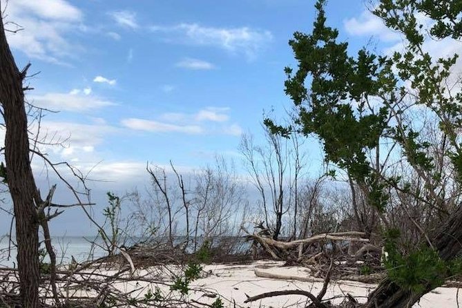 Marco Island: 2-Hour Dolphin, Birding, and Shelling Tour - The dolphin search, with nature in charge