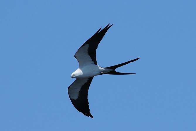 Marco Island: 2-Hour Dolphin, Birding, and Shelling Tour - Birds, fish, and the Everglades story