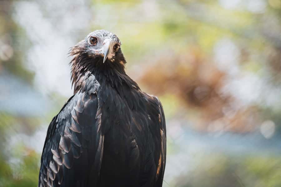Margaret River: Birds of Prey Encounter and Forest Walk - Arriving south of Margaret River townsite