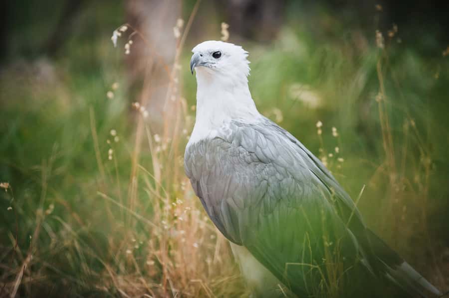 Margaret River: Birds of Prey Encounter and Forest Walk - Practical timing and booking advice