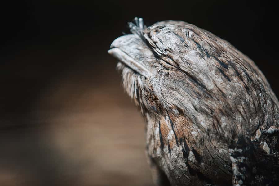 Margaret River: Birds of Prey Encounter and Forest Walk - FAQ