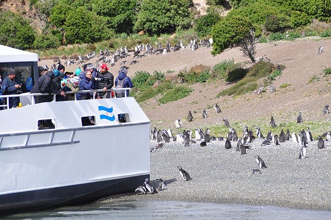 Martillo Island: Boat Trip to the Penguin Colony & Beagle Channel - Key points to know before you book