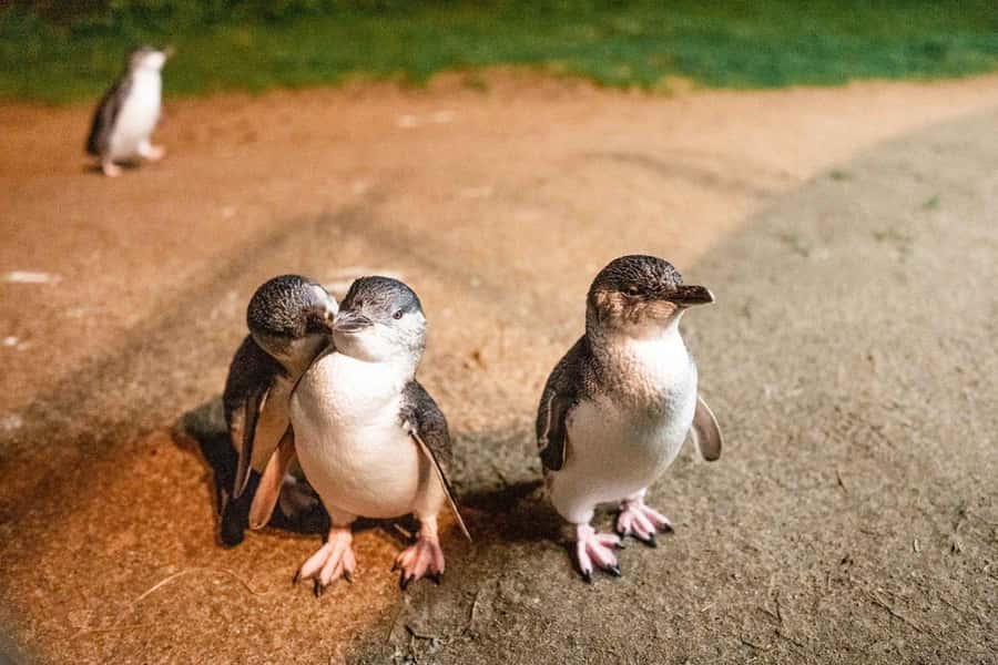 Melbourne: Boutique Phillip Island Wine, Dine & Penguin Tour - San Remo, the gateway to the island
