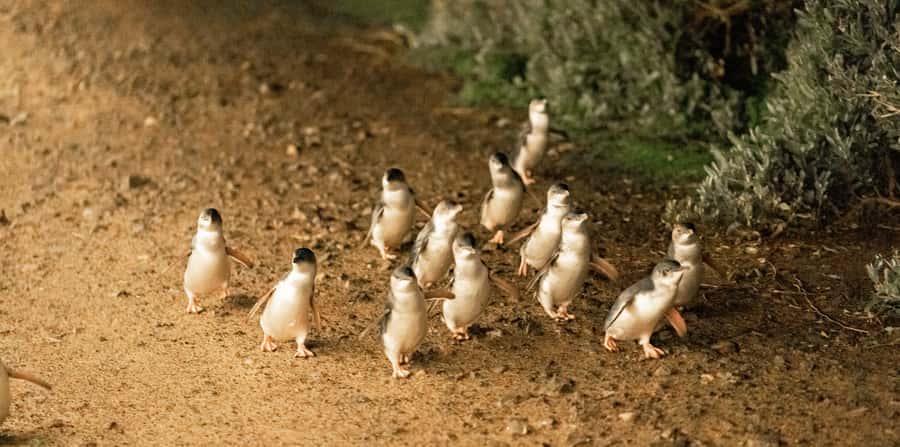 Melbourne: Boutique Phillip Island Wine, Dine & Penguin Tour - Choosing between Cowes and koalas