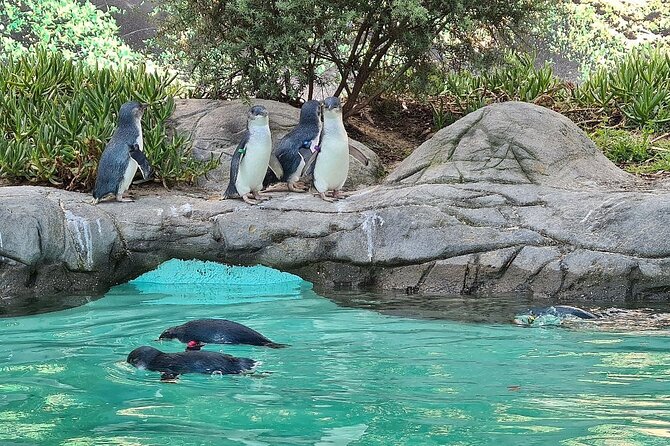 Melbourne Penguin Tour & Wildlife kangaroos koala Emu Tasi Devil - A wildlife day that starts before the penguins