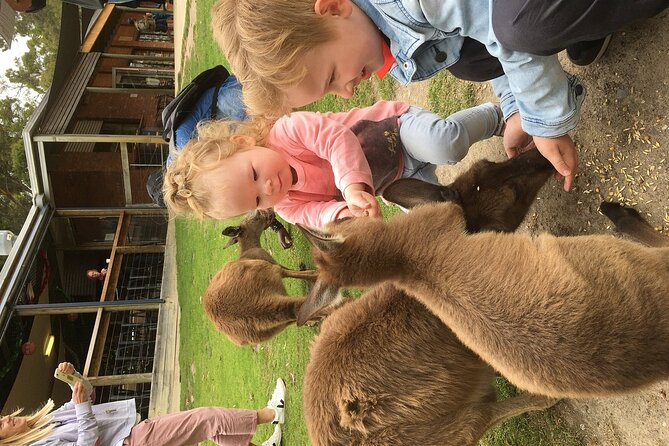 Melbourne Penguin Tour & Wildlife kangaroos koala Emu Tasi Devil - A one-hour lunch break with animals nearby