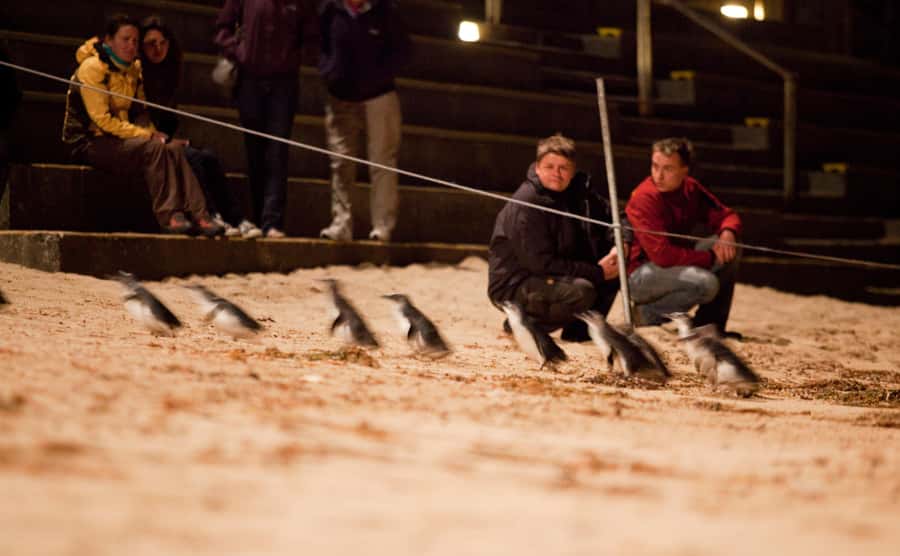 Melbourne: Phillip Island Tour & Penguin Parade - Key points to know before booking