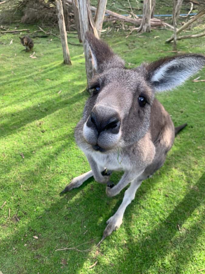 Melbourne: Phillip Island Tour & Penguin Parade - Why this Melbourne to Phillip Island day works