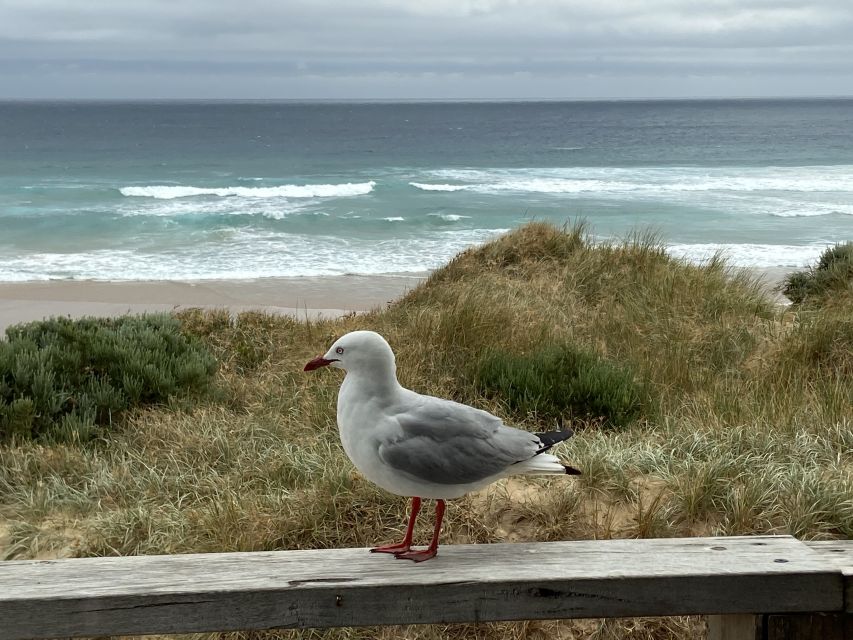 Melbourne: Phillip Island Tour & Penguin Parade - Nobbies and Seal Rock deliver the best views