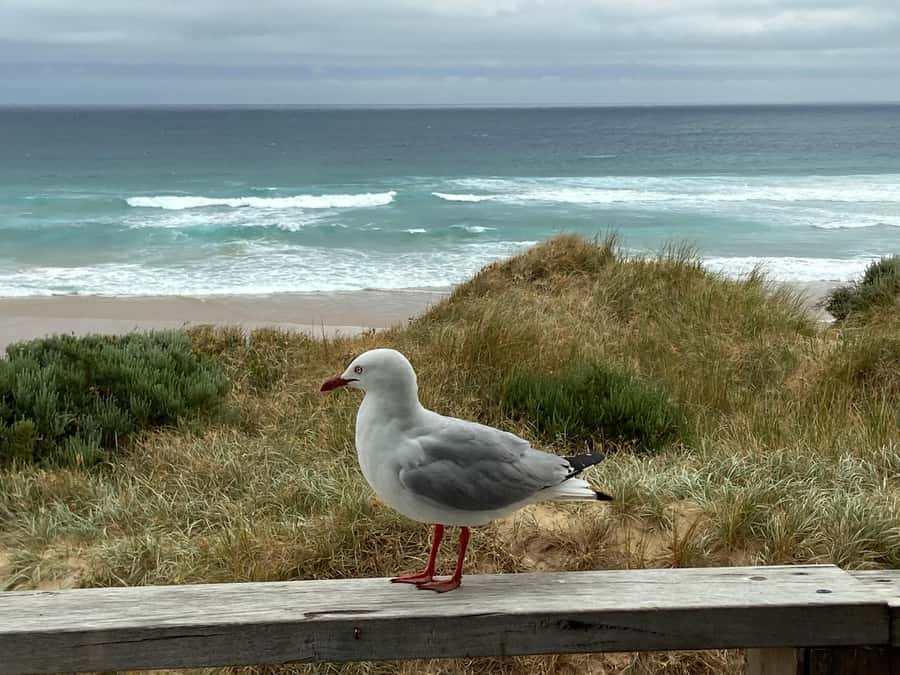 Melbourne: Phillip Island Tour & Penguin Parade - The guide can shape the whole day