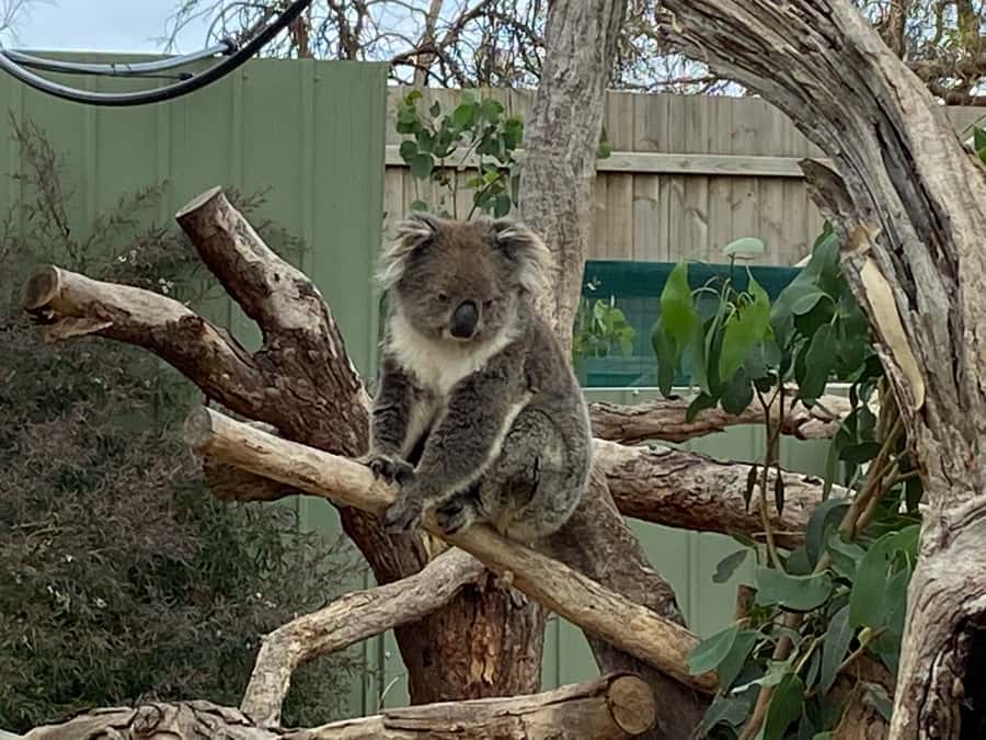 Melbourne: Phillip Island Tour & Penguin Parade - Is this $113 tour good value?