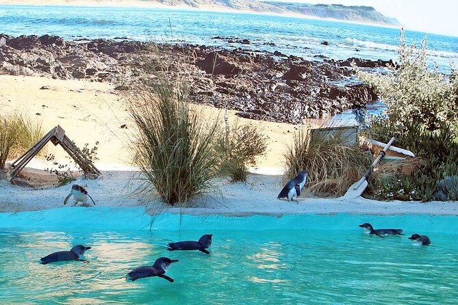 Melbourne Private Penguins Koalas TOUR-Melbourne City Tour JEWELS - Key points to know before booking