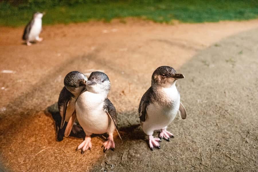 Melbourne: Puffing Billy Railway & Penguin Parade Day Tour - Why this full-day pairing works