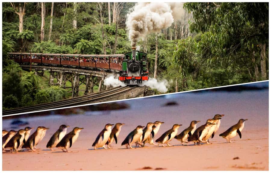 Melbourne: Puffing Billy Railway & Penguin Parade Day Tour - Riding Puffing Billy through the Dandenong Ranges